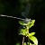 Dragonflies_Small2